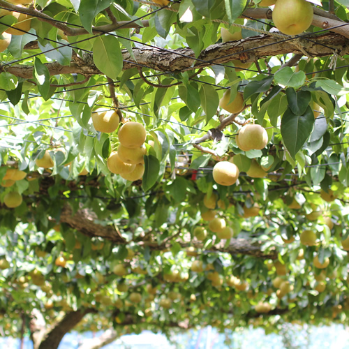 【長野県産】シャリっと瑞々しい梨(幸水または豊水)約5kg 秀品 2026年8月下旬から発送 信州 南信州 高森町 産地直送 果物 くだもの なし ナシ 和梨 旬 旬の果物 旬の梨 山下屋荘介