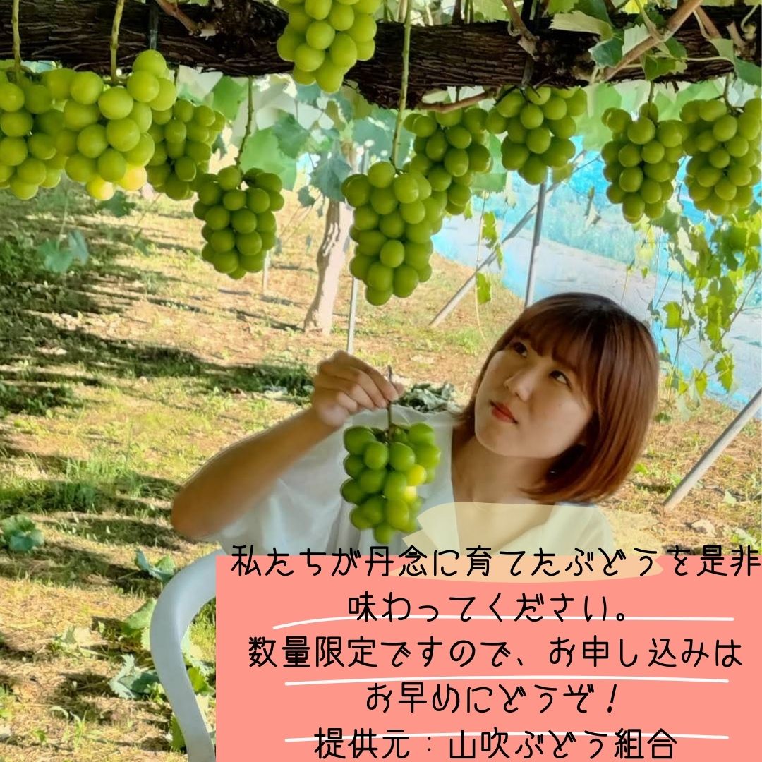【南信州高森産】シャインマスカット1.2kg＜2026年9月中旬より発送＞ 長野県 信州 農家直送 果物 くだもの ぶどう 旬のぶどう シャイン 山吹ぶどう狩り組合