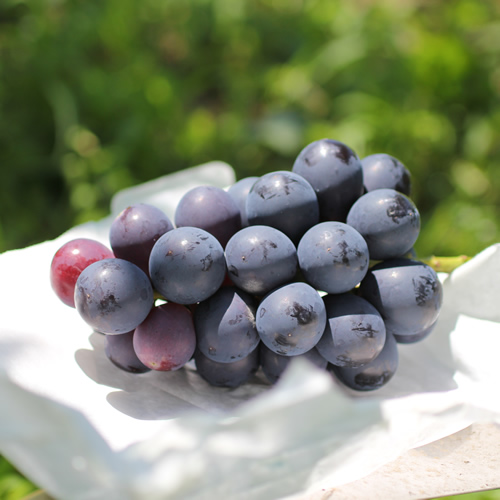 【皮ごとOK!】長野県産・種なしナガノパープル(約1kg)秀品 2026年8月下旬から順次発送予定 信州 南信州 高森町 産地直送 果物 くだもの ぶどう 旬のぶどう パープル 山下屋荘介