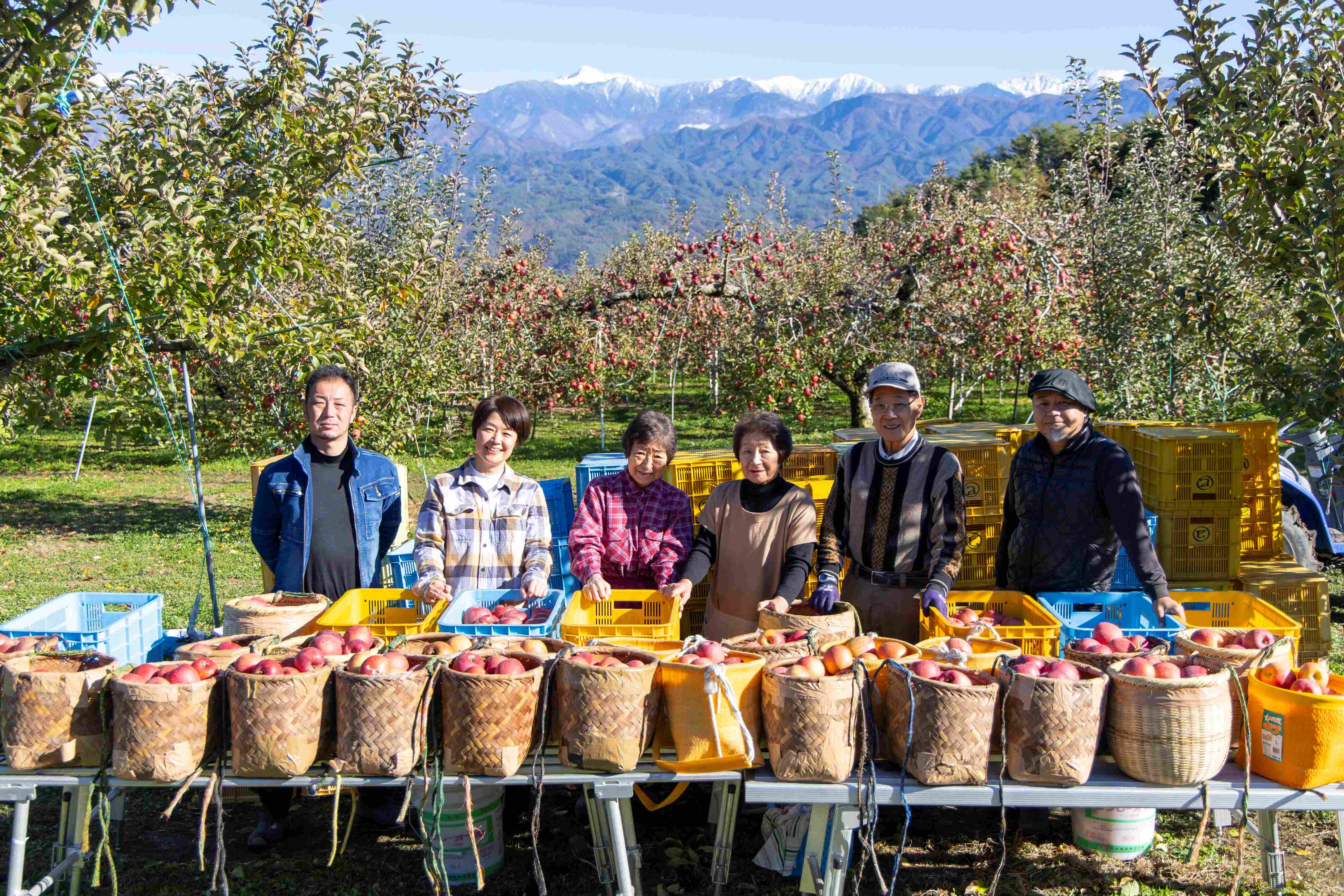 北城農園で人気の南信州産りんご（シナノスイート 11-13玉 約4kg)令和7年分先行予約 長野県 信州 高森町 農家直送 果物 くだもの 旬のりんご