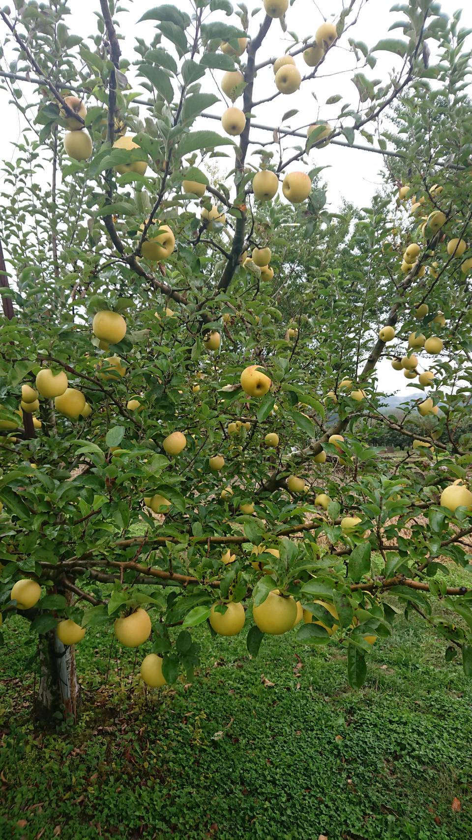アグリスタくましろのシナノゴールド ご家庭用約5kg(12～20玉) 10月下旬より発送 長野県 信州 南信州 高森町 果物 くだもの 旬 旬の果物 旬のりんご 訳あり アグリスタくましろ