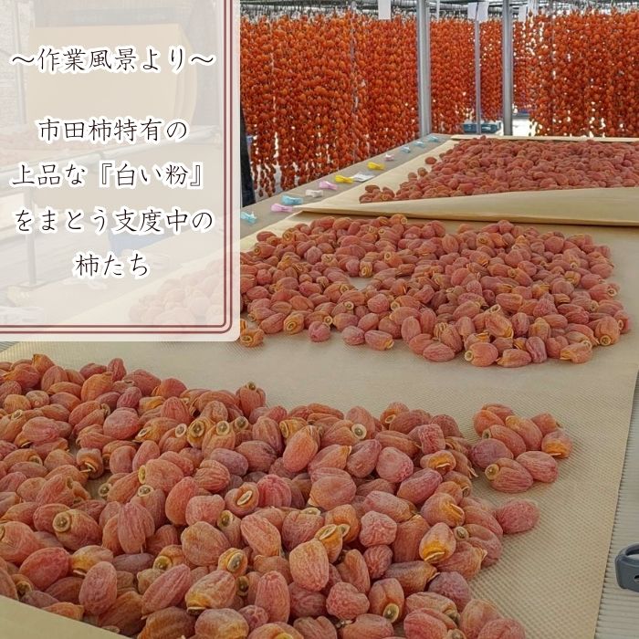 【数量限定】市田柿 2Lサイズ 500g×2袋 2026年1月発送開始 長野県 信州 南信州 高森町 柿 干し柿 かき 高級 和菓子 お茶請け ドライフルーツ 自然食品 山吹ふぁーむ牛田