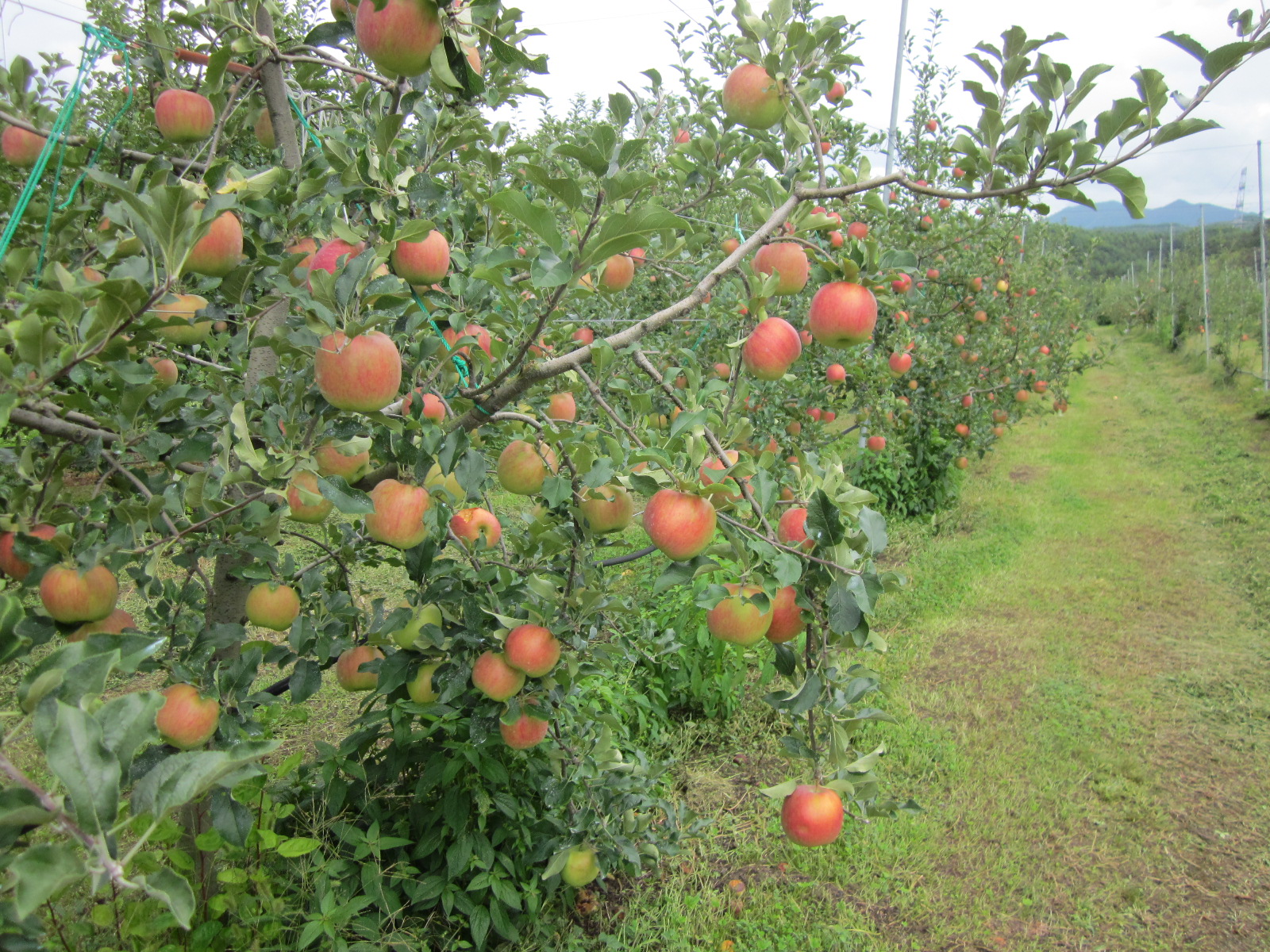 【金の蜜】アグリスタくましろのシナノスイートジュース6本セット(1L×6本) 長野県 信州 南信州 高森町 りんご りんごジュース