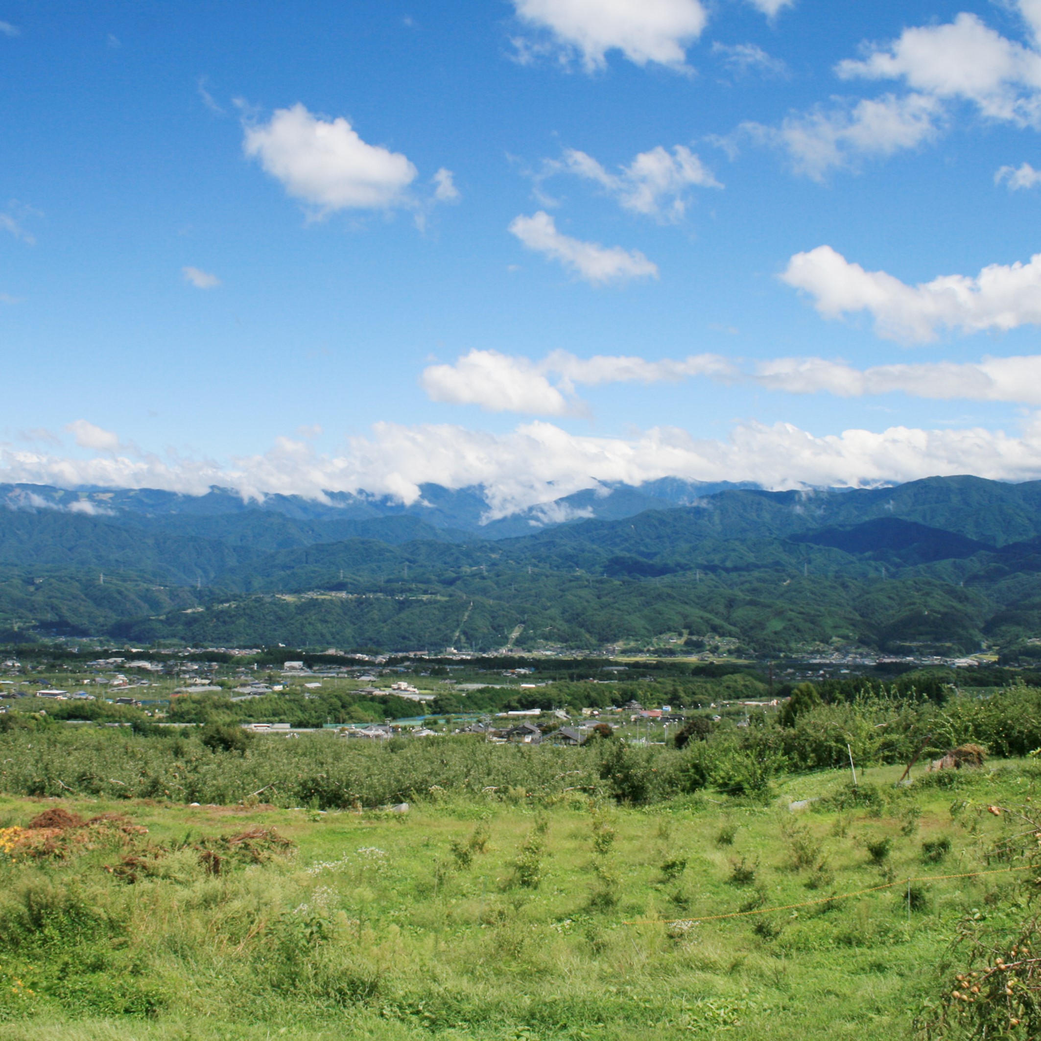 信州産 フルーツジュース 2本セット 長野県 南信州 高森町 桃ジュース 洋梨ジュース もも 飲み比べ 信州まし野ワイン