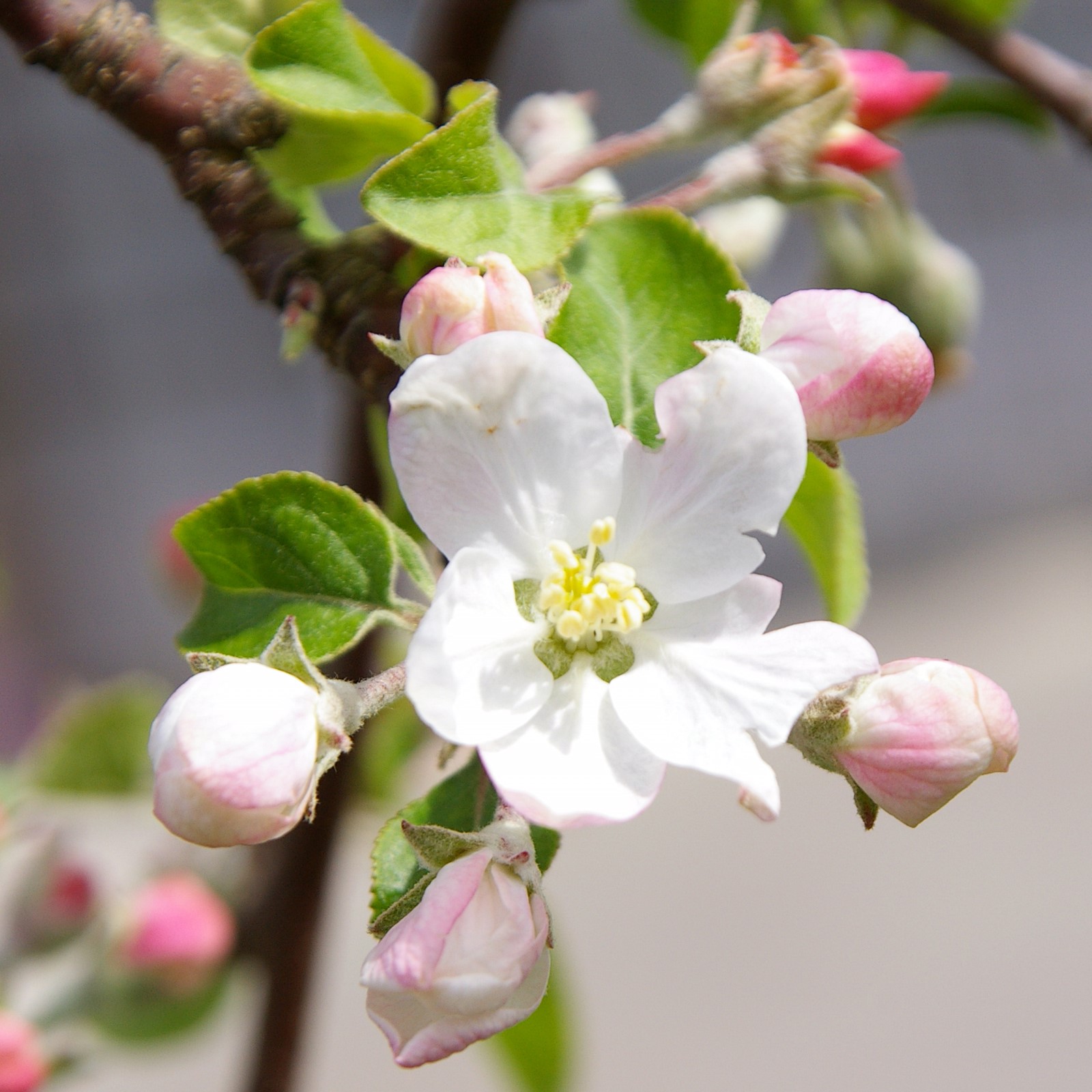 りんごワイン2本セット ふじ＆紅玉 長野県 信州 南信州 高森町 リンゴ お酒 アルコール フルーツワイン 信州まし野ワイン