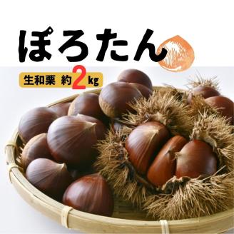 2024年9月発送】数量限定 生栗「ぽろたん」約2kg: 高森町ANAのふるさと納税