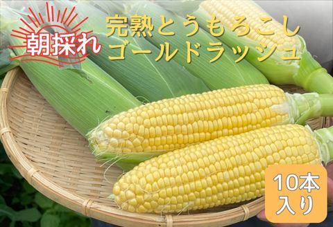 完熟とうもろこし(ゴールドラッシュ)10本 7月中旬発送 長野県 信州 南信州 高森町 旬の野菜 やさい コーン 中平農園