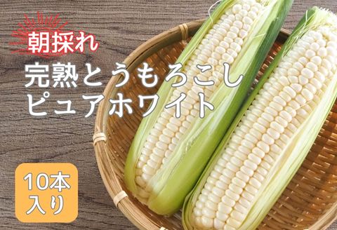 【南信州高森産】朝採れ完熟とうもろこし(ピュアホワイト)10本 長野県 信州 旬の野菜 やさい 夏野菜 コーン 中平農園