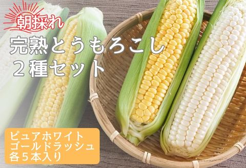 【南信州高森産】朝採れ完熟とうもろこし(ピュアホワイト・ゴールドラッシュ) 計10本 長野県 信州 旬の野菜 やさい 夏野菜 コーン 中平農園