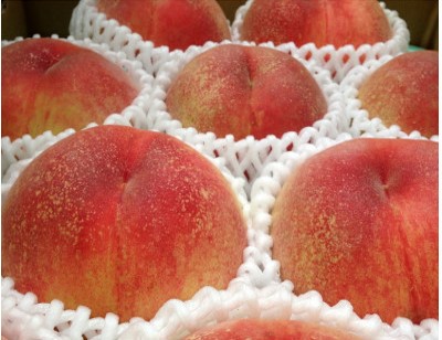 【R8年分 先行受付】長野県高森町産 桃(あかつき) 約3kg ＜2026年7月下旬発送＞ 信州 南信州 農家直送 果物 くだもの もも モモ 旬 旬の果物 旬の桃 鮮度抜群  完熟 やまやす中島農園