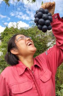 ナガノパープル 1kg（2～3房）長野県 信州 南信州 高森町 農家直送 ぶどう 果物 くだもの フルーツ 旬のぶどう パープル むつみ農園