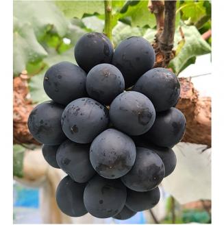 【贈答用ハウス栽培】こだわりのナガノパープル　1kg(2～3房)　2026年8月上旬より発送開始 長野県 信州 南信州 高森町 農家直送 ぶどう 果物 くだもの 旬のぶどう パープル ギフト