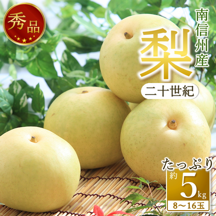 【南信州産】梨「二十世紀」秀品 約5kg（8玉～16玉） 2026年9月上旬より発送 長野県 信州 高森町 産地直送 果物 くだもの なし ナシ 和梨 旬 旬の果物 旬の梨 ギフト 贈答 JAみなみ信州