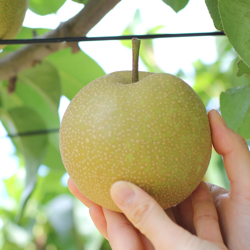 【長野県産】シャリっと瑞々しい梨(幸水または豊水)約5kg 秀品 2026年8月下旬から発送 信州 南信州 高森町 産地直送 果物 くだもの なし ナシ 和梨 旬 旬の果物 旬の梨 山下屋荘介