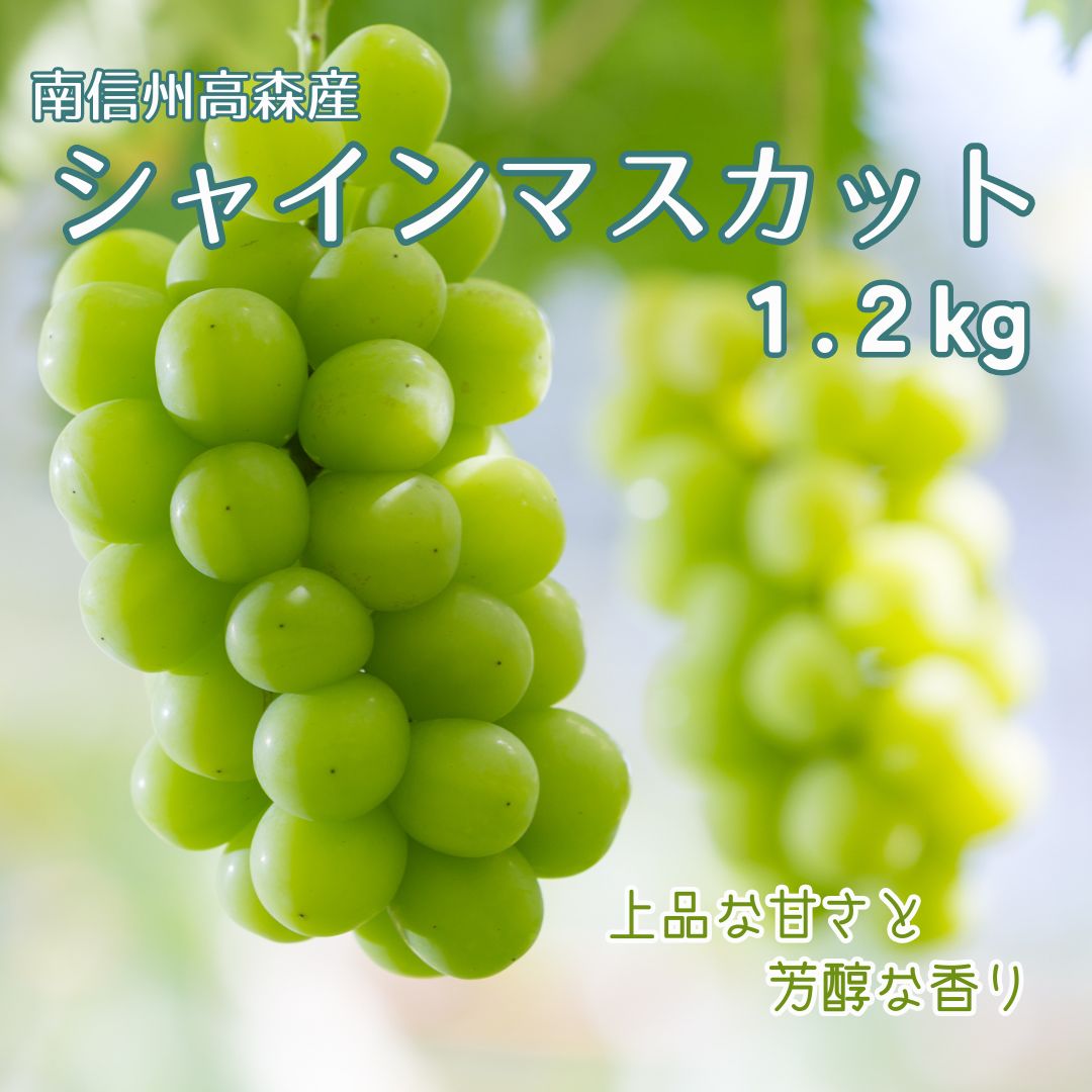 【南信州高森産】シャインマスカット1.2kg 2026年9月中旬より発送 長野県 信州 農家直送 果物 くだもの ぶどう 旬のぶどう シャイン 山吹ぶどう狩り組合