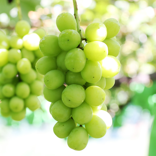 【大人気!】長野県産・シャインマスカット(約1kg) 秀品 2026年9月下旬から発送 信州 南信州 高森町 産地直送 果物 くだもの ぶどう 旬のぶどう シャイン 山下屋荘介