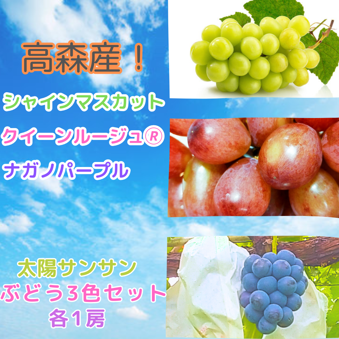 2026年発送 太陽サンサン ぶどう３色セット 各1房＜2026年8月末より発送＞ 長野県 信州 南信州 高森町 農家直送 果物 くだもの ぶどう 旬のぶどう シャインマスカット クイーンルージュ(R) ナガノパープル サングレープ