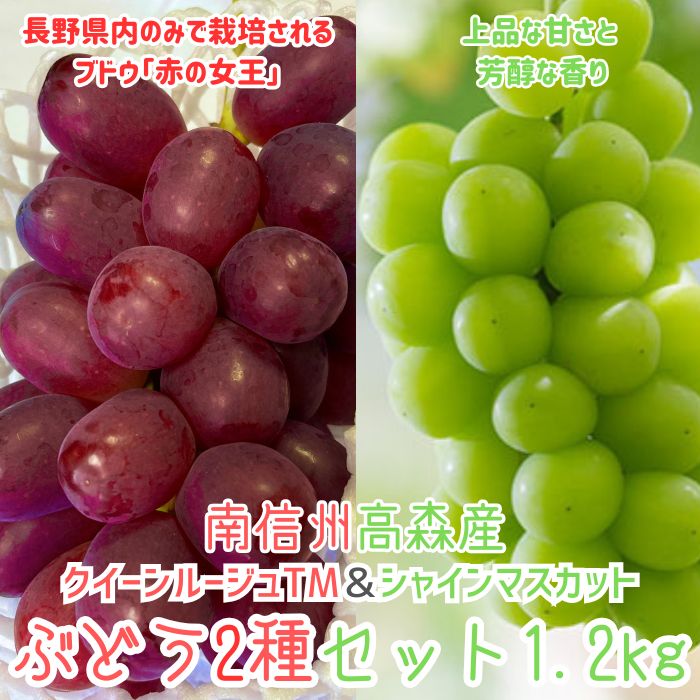 クイーンルージュTM＆シャインマスカットぶどう2種セット約1.2kg 2026年9月中旬より発送 長野県 信州 南信州 高森町 農家直送 果物 くだもの ぶどう 旬のぶどう 山吹ぶどう狩り組合