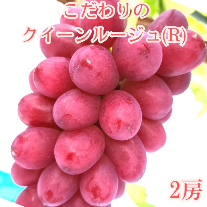 【贈答用ハウス栽培】こだわりのクイーンルージュ(R) 2房1.2kg以上 2026年7月中旬より発送
