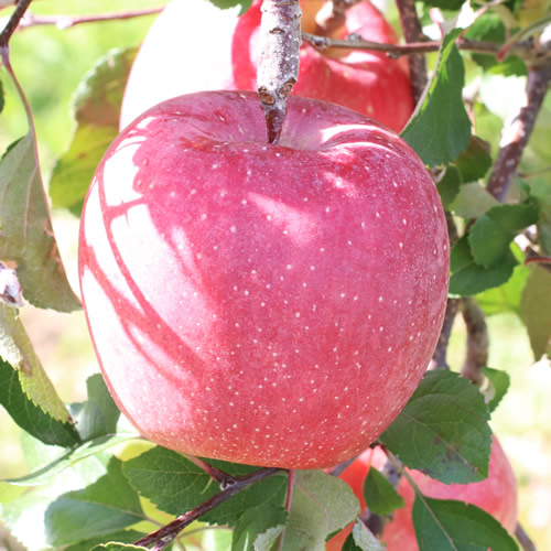 りんご【長野県産】サンふじ！(約3kg)秀品 ＜2026年11月下旬から順次発送＞予定 信州 南信州 高森町 産地直送 果物 くだもの 旬のりんご 山下屋荘介