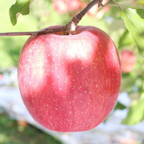 りんご【長野県産】サンふじ！約5kg ＜2026年11月下旬から順次発送予定＞ 信州 南信州 高森町 産地直送 果物 くだもの 旬のりんご 山下屋荘介