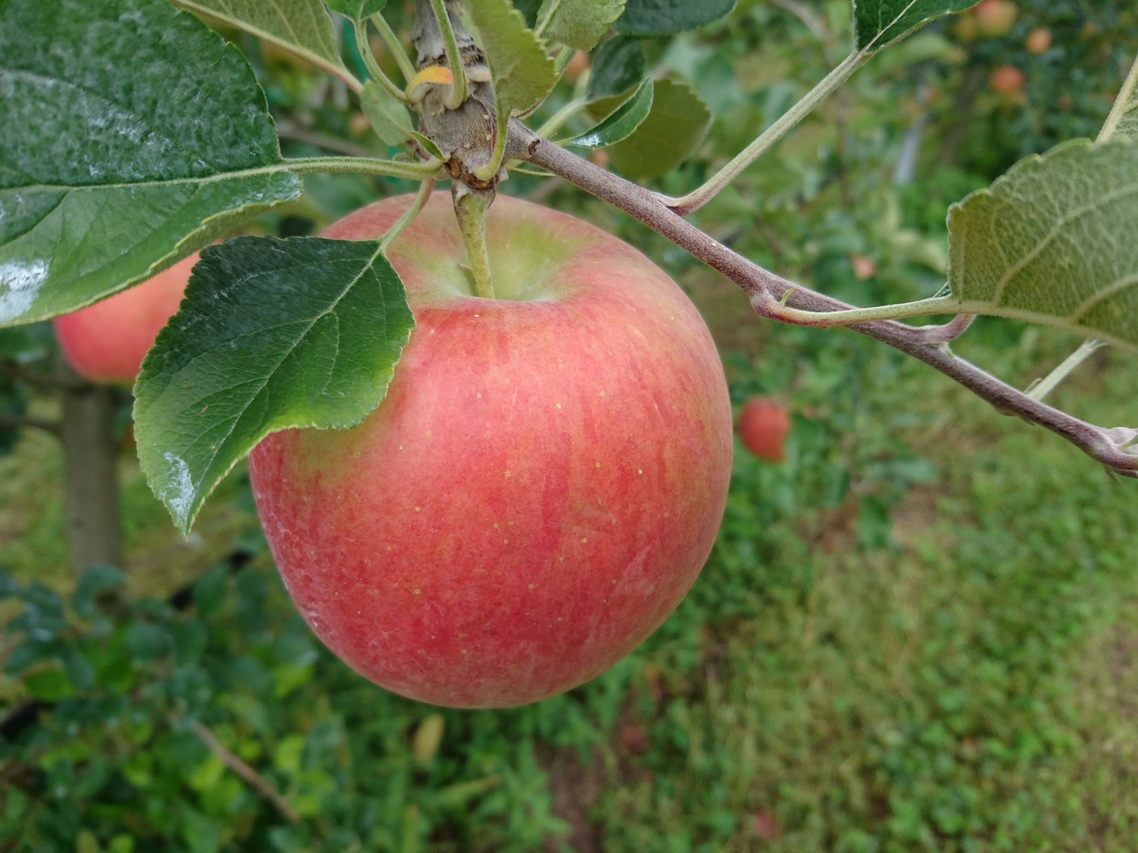 アグリスタくましろのシナノスイート ご家庭用約3kg(6～12玉) 10月中旬より発送 長野県 信州 南信州 高森町 果物 くだもの 旬 旬の果物 旬のりんご 訳あり アグリスタくましろ