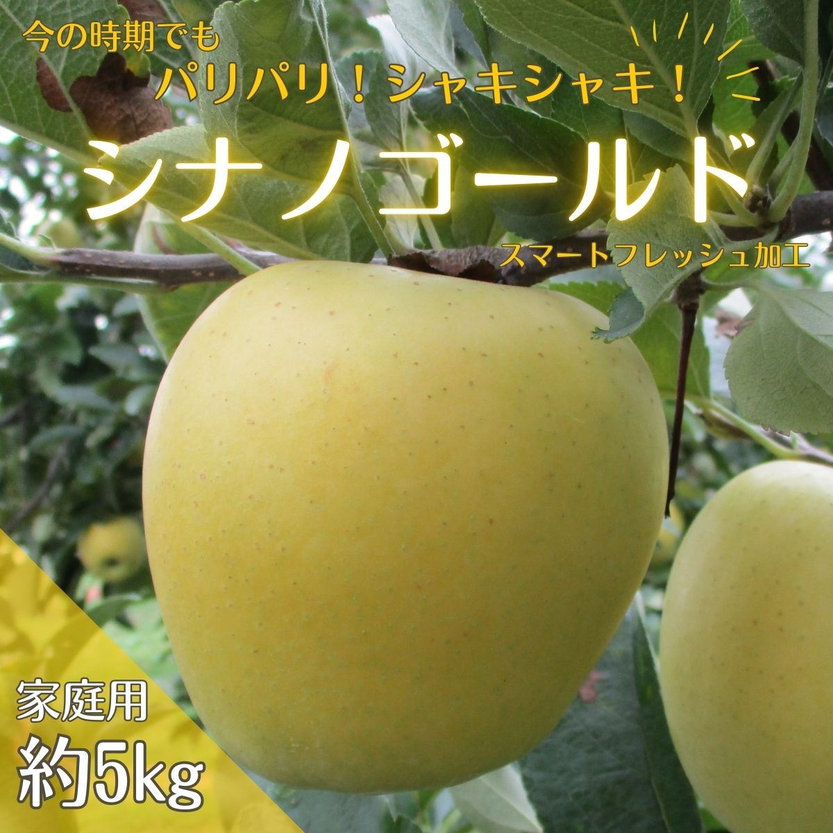 【アグリスタくましろ】シナノゴールドSF　ご家庭用約5kg(12～20玉) 長野県 信州 南信州 高森町 りんご スマートフレッシュ