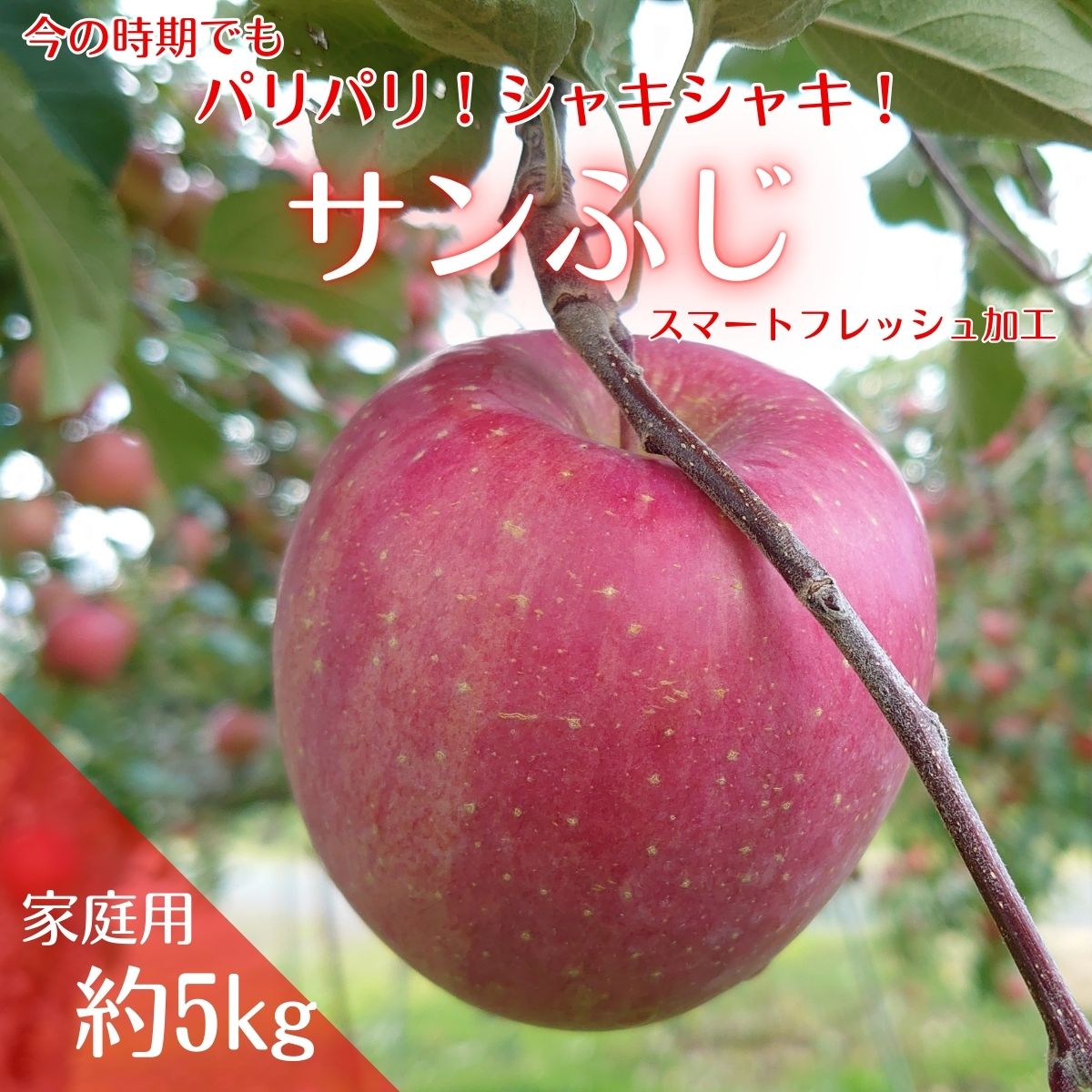 アグリスタくましろのサンふじSF　ご家庭用約5kg(12～20玉) 長野県 信州 南信州 高森町 りんご スマートフレッシュ