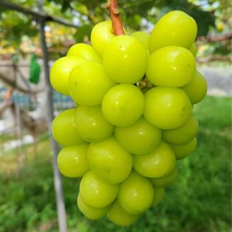 【贈答用ハウス栽培】大人気 厳選シャインマスカット 1kg(2～3房) 2026年7月中旬より発送 長野県 信州 南信州 高森町 農家直送 ぶどう 果物 くだもの 旬のぶどう シャイン ギフト