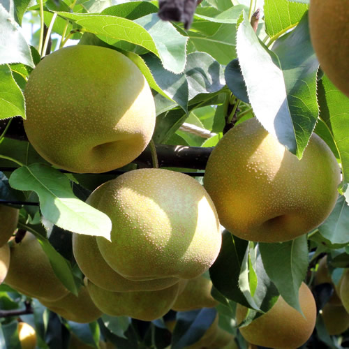 【長野県産】シャリっと瑞々しい梨(幸水または豊水)約10kg 秀品 2026年8月下旬から発送 信州 南信州 高森町 産地直送 果物 くだもの なし ナシ 和梨 旬 旬の果物 旬の梨 山下屋荘介