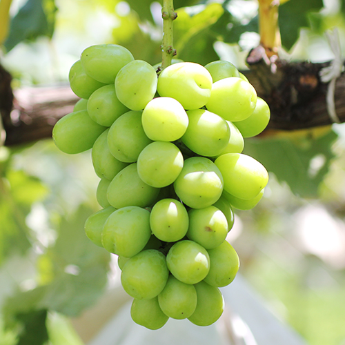 【氷温貯蔵】長野県産・シャインマスカット（約2kg）秀品 11月中旬より発送 信州 南信州 高森町 産地直送 果物 くだもの ぶどう 旬のぶどう シャイン 山下屋荘介