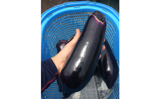 信州伝統野菜　喬木村産志げ子なす4本セット