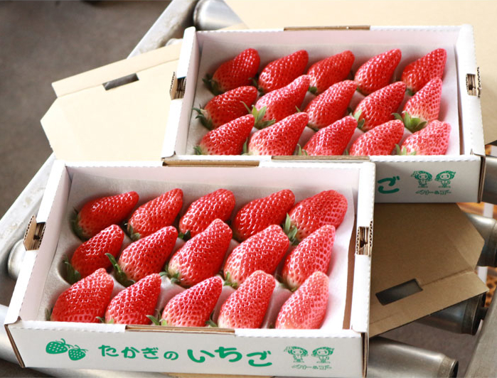 喬木産　大粒いちご2箱 2箱