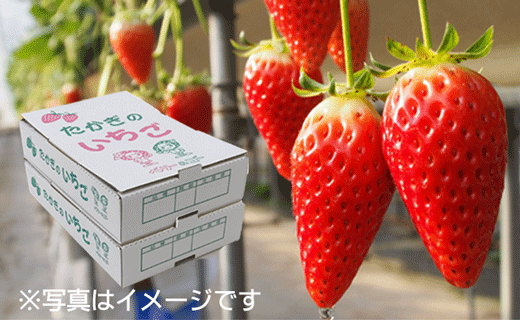 喬木産　大粒いちご2箱 2箱