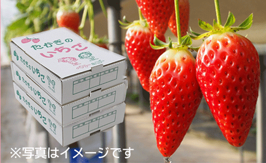 喬木産　大粒いちご3箱 3箱