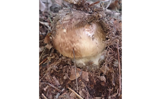 写真はイメージです。