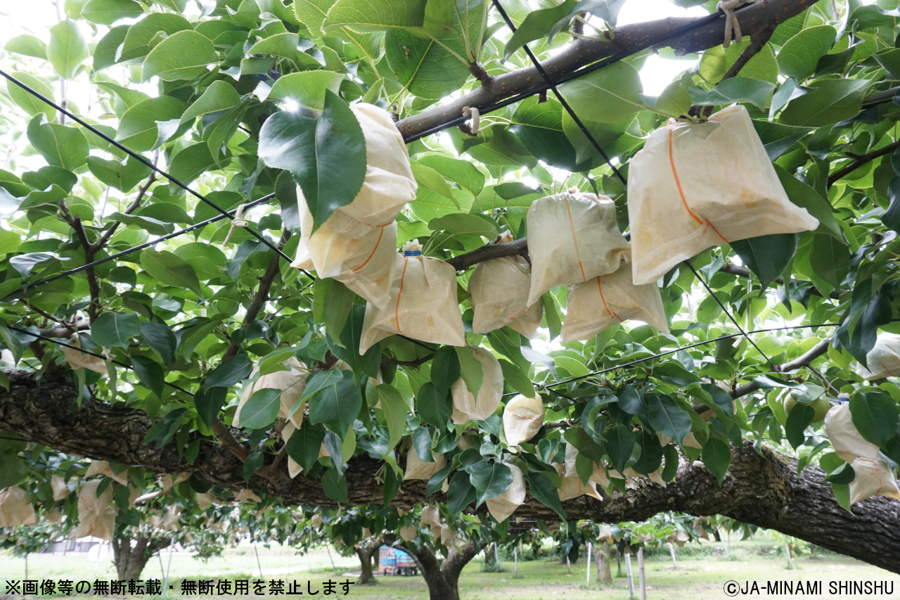 【南信州産】20世紀梨 太鼓判 約5kg　10玉～16玉 5kg