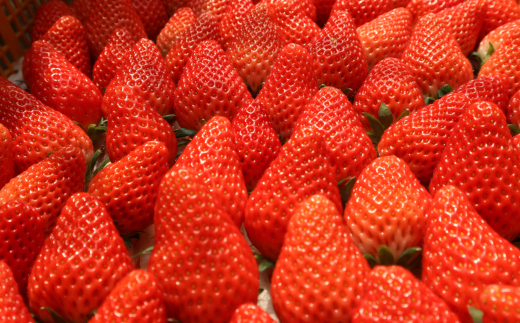 喬木産　大粒いちご2箱 2箱