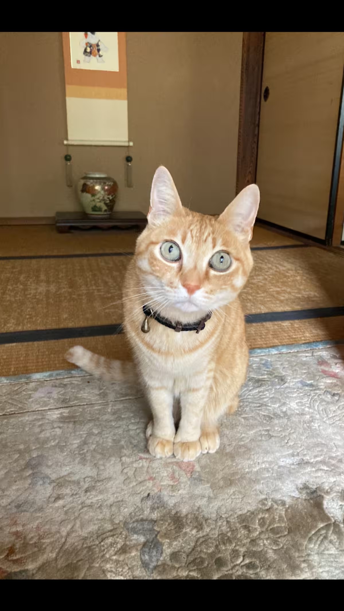 いつもは隠れていますが、猫のクーがいます