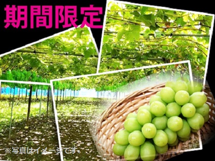 南信州たかぎ村産　シャインマスカット