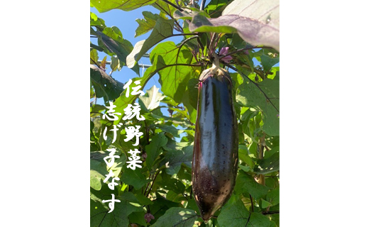 信州伝統野菜　喬木村産志げ子なす4本セット