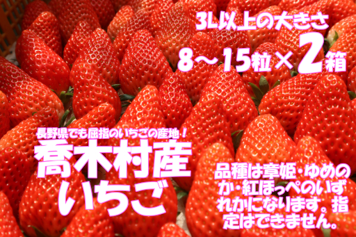 喬木産　大粒いちご2箱 2箱