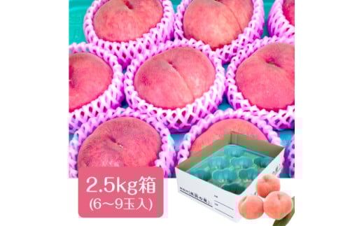 A-116【2026年発送先行予約】※品種おまかせ※　初夏の桃　約2.5kg【6～10玉】　農家直送｜もも｜桃