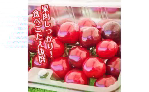 A-117【2025年6月から発送予定】さくらんぼ食べ比べセット 500g＜さくらんぼ2種入り　各250g＞　先行予約　さくらんぼ