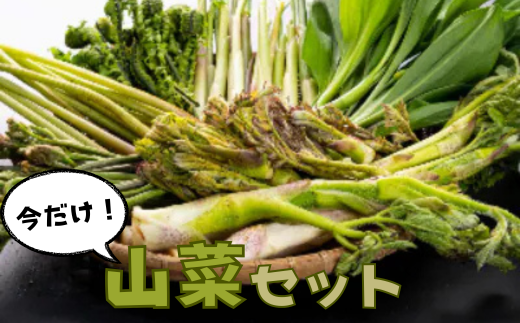 A-138 天然物！旬の山菜セット（5種類程度）＜4月以降順次発送開始予定＞【期間限定】【数量限定】