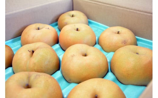 A-31 梨　南水※訳あり品※【8～16玉】約5kg　※2026年発送　先行予約分※