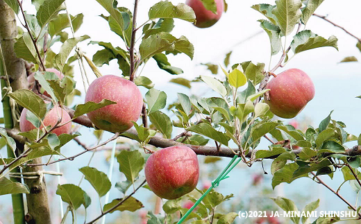 【2026年2月発送】りんご 霜待ちふじ 約5kg（10～20玉入り）