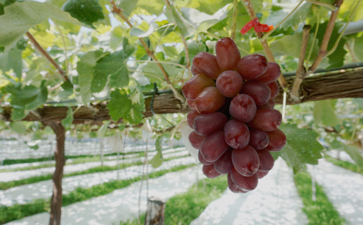 B-11 ＜先行受付＞ ぶどう クイーンルージュ約1.3㎏【2房】※2026年9月中旬～9月下旬発送予定※