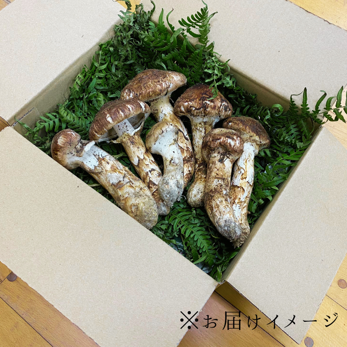 G-3 信州産「松茸」400g ご家庭用 訳あり品 ※2024年発送　なくなり次第終了※