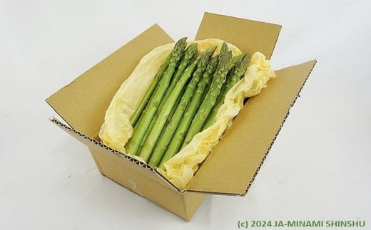 I-16 春告げアスパラガス 約500ｇ（12～15本入り）＜2025年4月頃発送予定　先行予約＞